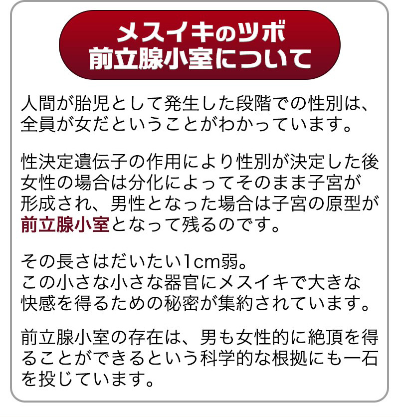 前立腺小室とは子宮の原型